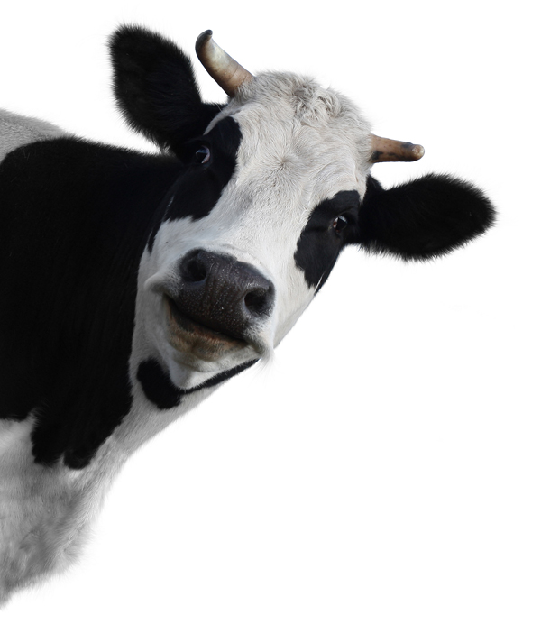 koe